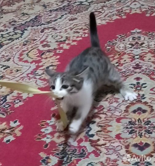 Отдам маленькую кошечку
