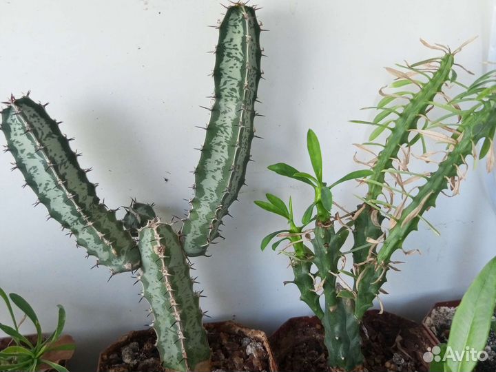 Эуфорбии, молочаи и другие суккуленты из коллекции