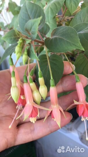 Укорененные черенки фуксии 100