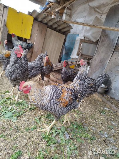 Молодые петушки