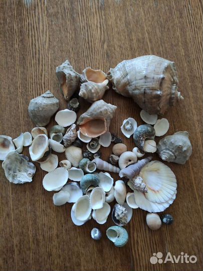 Морские ракушки