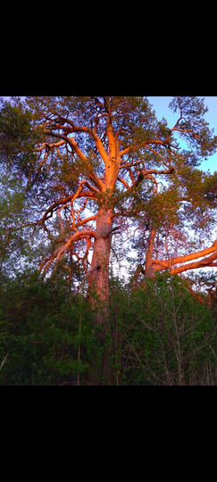 Участок 10,6 га (СНТ, ДНП)