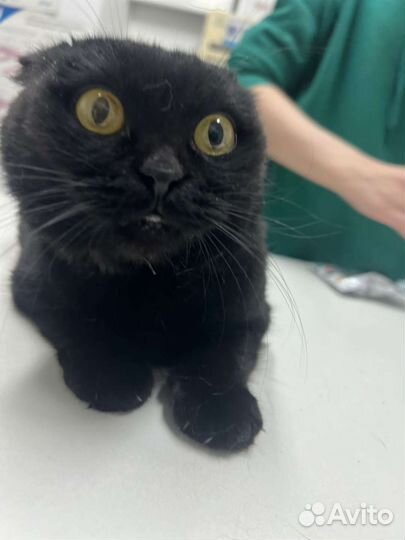 Шотландская