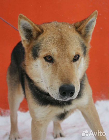 Надеется снова обрести дом