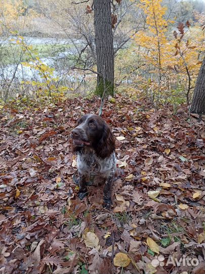 Русский охотничий спаниель вязка