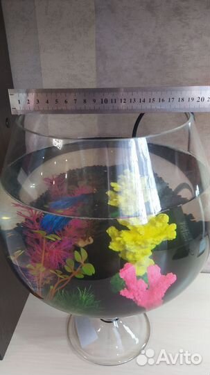 Аквариум с рыбкой