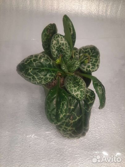 Стрептокарпус Симпатичная черепаха (Pretty turtle)