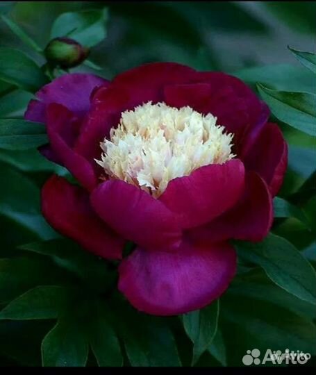 Пионы саженцы