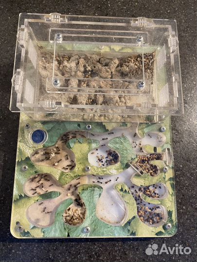 Муравьиная ферма с муравьями