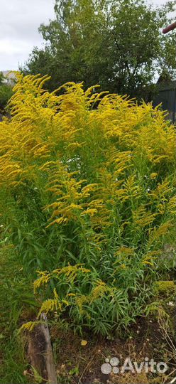 Солидаго (Золотарник)