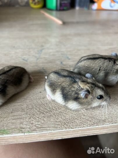 Джунгарский хомяк