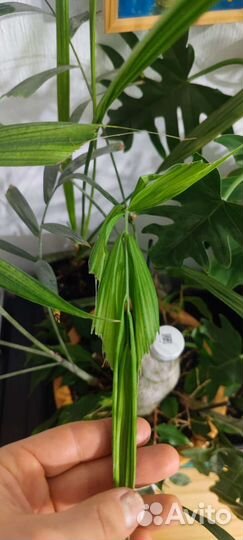 Бутылочная пальма.Обмен на ароидные,фикусы,мирт