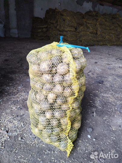 Семенной картофель