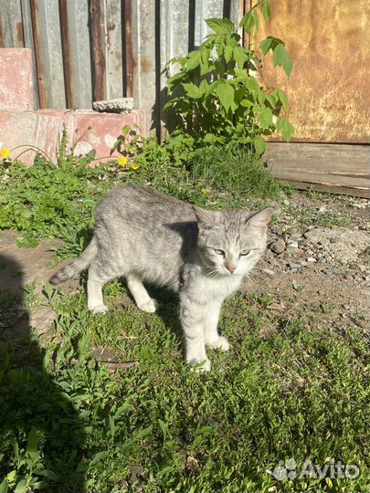 Отдам прекрасного кота в добрые руки