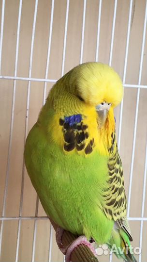Выставочный Волнистый Попугай,Чех,ввп