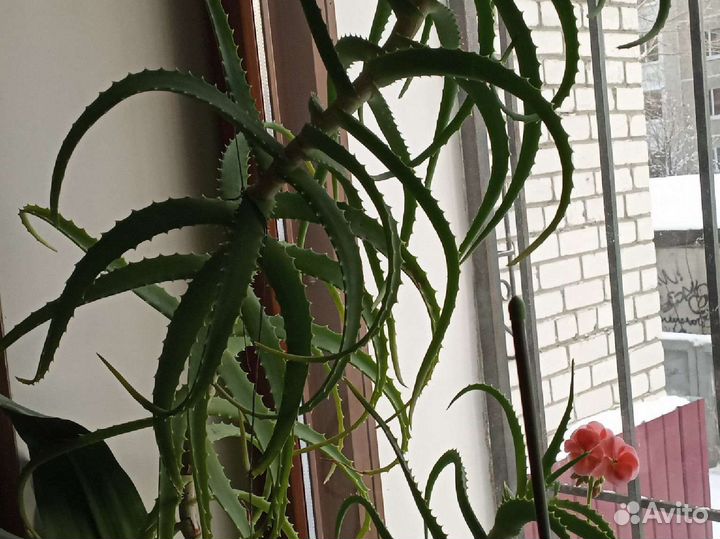 Комнатные цветы алоэ, отросток Строманты