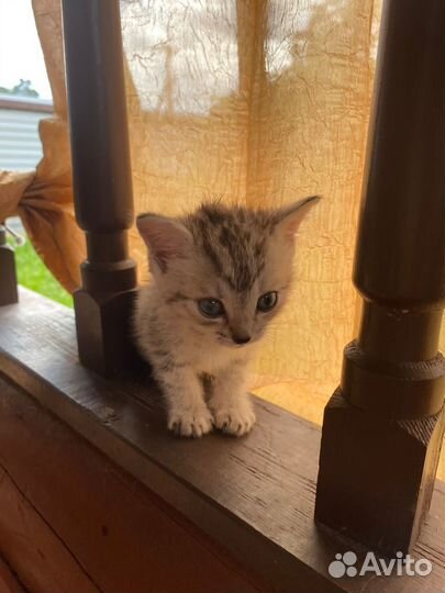 Отдам котенка в добрые руки