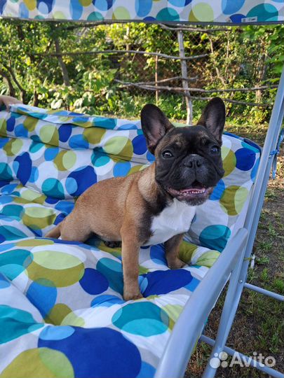 Французский бульдог