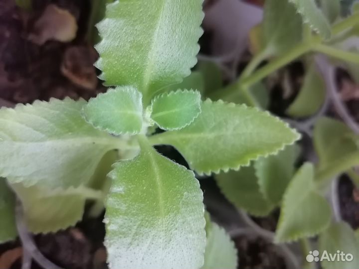 Домашняя мята