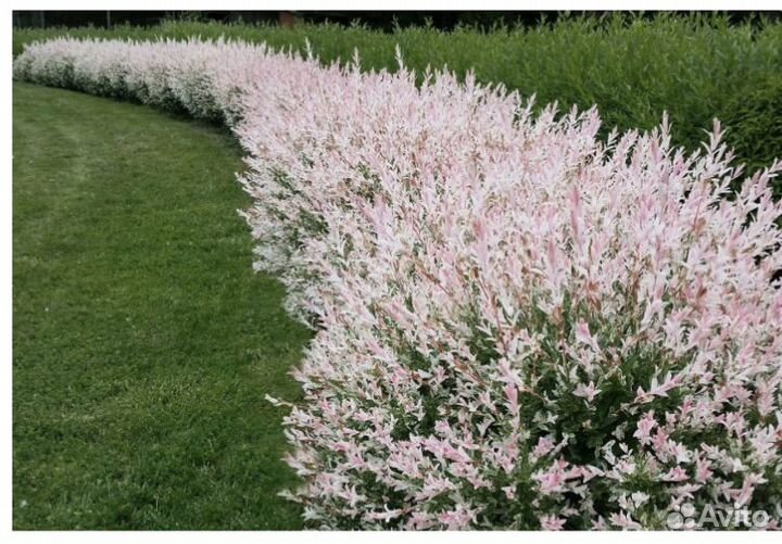 Ива хакуро нишики (японская ива hakuro-nishiki)