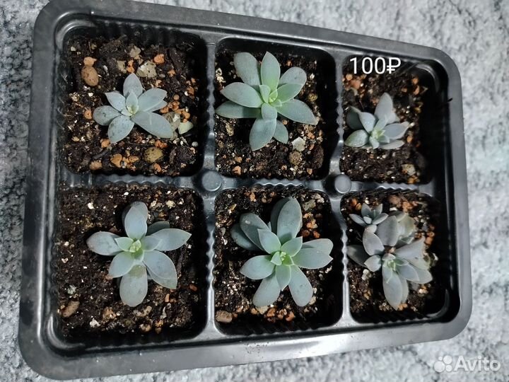 Суккуленты. Продажа излишков