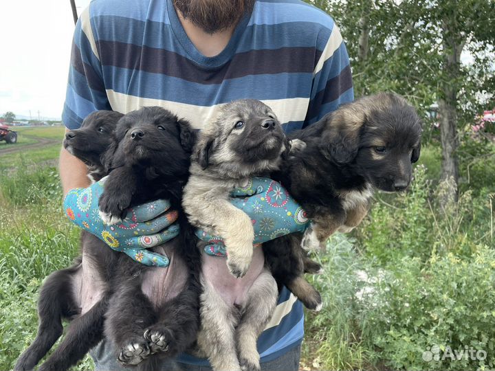 Собака в добрые руки щенок