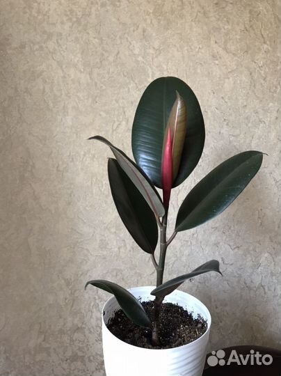 Фикус эластика Абиджан