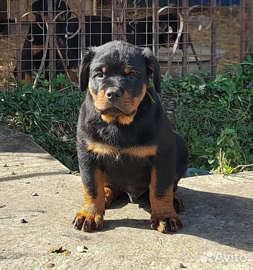 Ротвейлер друг и охранник