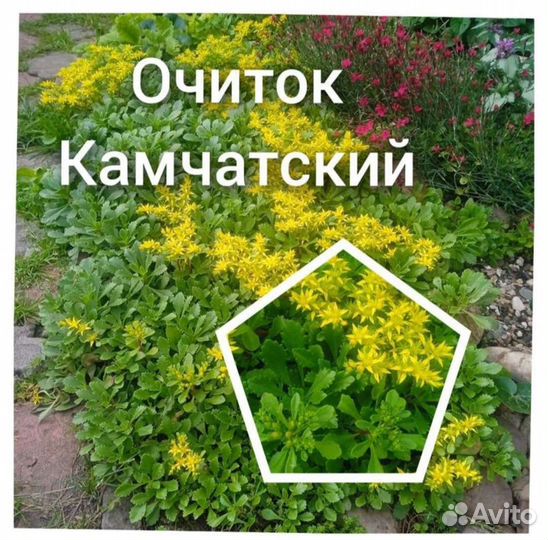 Очиток почвопокровный продам или обмен