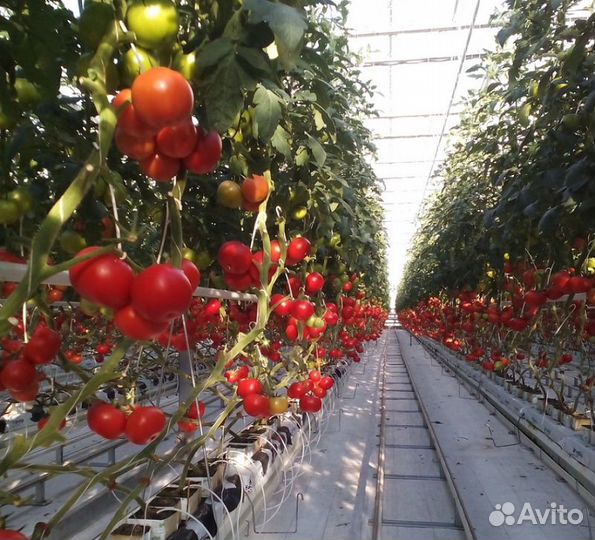 Сборщик овощей/теплицы/Вахта 15/20/33/45/60