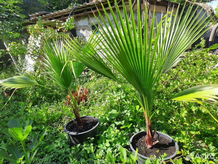 Пальма вашингтония