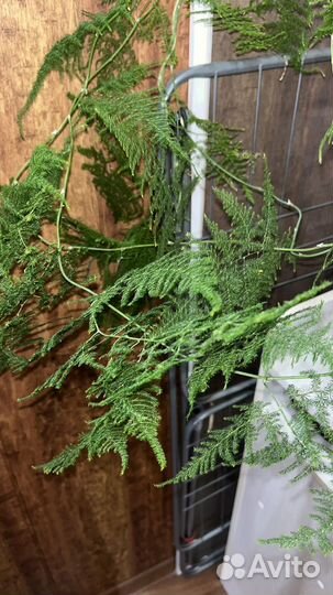 Аспарагус перистый