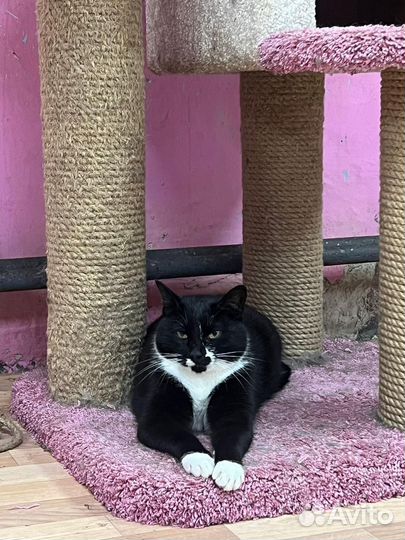 Молодой котик