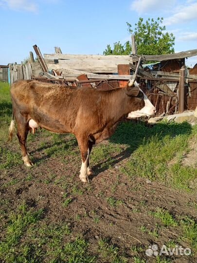 Продажа крс