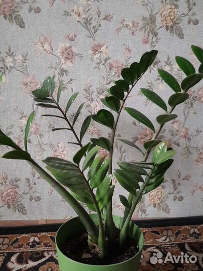 Комнатные цветы