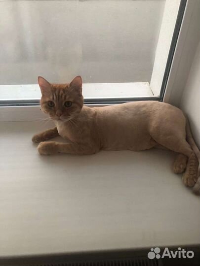 Стрижка кошек и собак