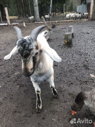 Козел альпийский