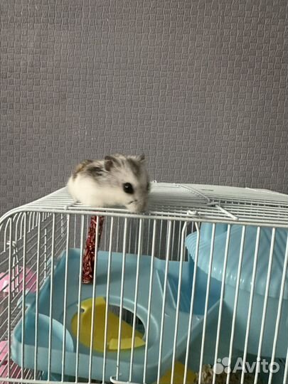 Джунгарский хомяк с клеткой