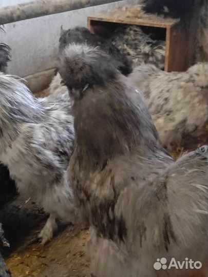 Петушки и цыплята разных чистокровных пород