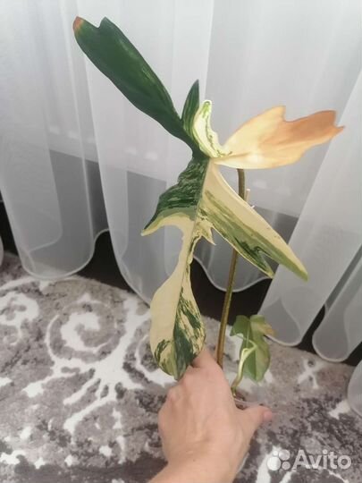Филодендрон магическая маска монстера