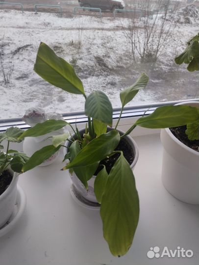 Спатифиллум