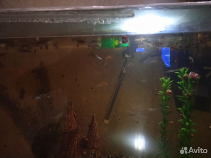 Отдам гуппи