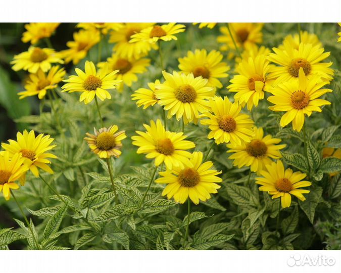 Гелиопсис подсолнечниковидный Loraine Sunshine