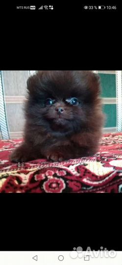 Шпице детки и шпицы подростки