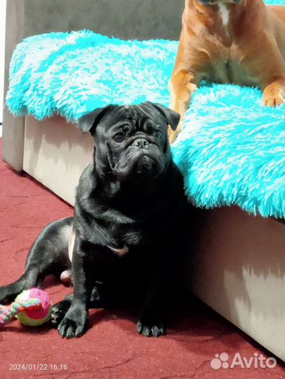 Мопс вязка мальчик