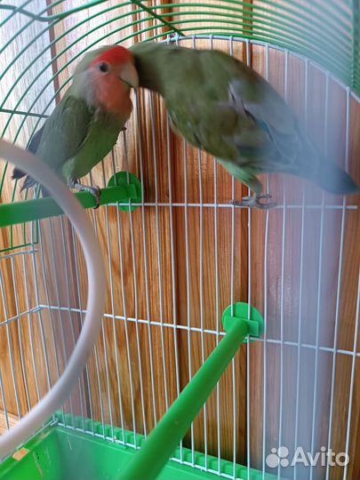 Попугай неразлучники с клеткой