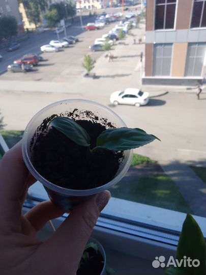 Спатифиллум