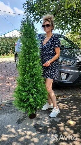 Искусственная туя Озеленение