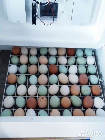 Цыплята и яйца