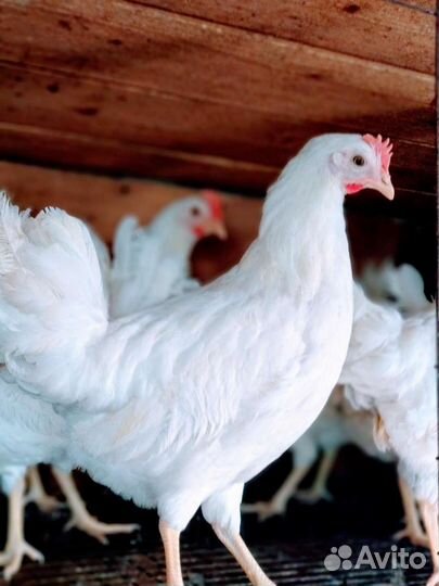 Домашние куриные яйца